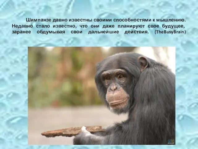 Шимпанзе давно известны своими способностями к мышлению. Недавно стало известно, что они