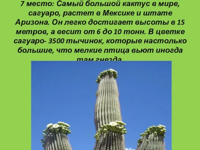 7 место: Самый большой кактус в мире, сагуаро, растет в Мексике и