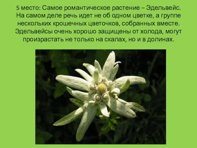 5 место: Самое романтическое растение – Эдельвейс. На самом деле речь идет