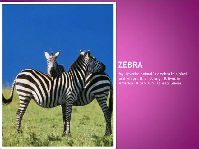 ZEBRA My favorite animal`s a zebra It`s black and white . It`s