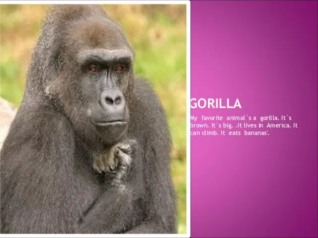 GORILLA My favorite animal`s a gorilla. It`s brown. It`s big. .It lives