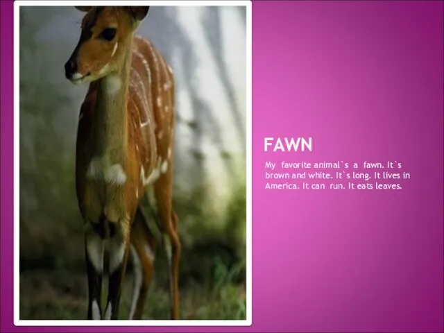 FAWN My favorite animal`s a fawn. It`s brown and white. It`s long.