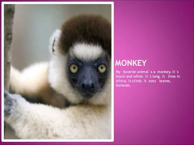 MONKEY My favorite animal`s a monkey. It`s black and white. It`s long.