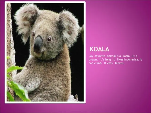 KOALA My favorite animal`s a koala . It`s brown. It`s long. It