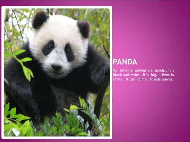 PANDA My favorite animal`s a panda . It`s black and white .