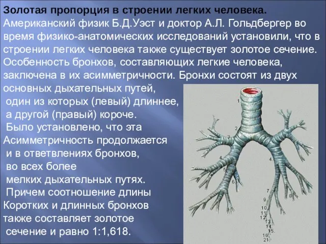 Золотая пропорция в строении легких человека. Американский физик Б.Д.Уэст и доктор А.Л.