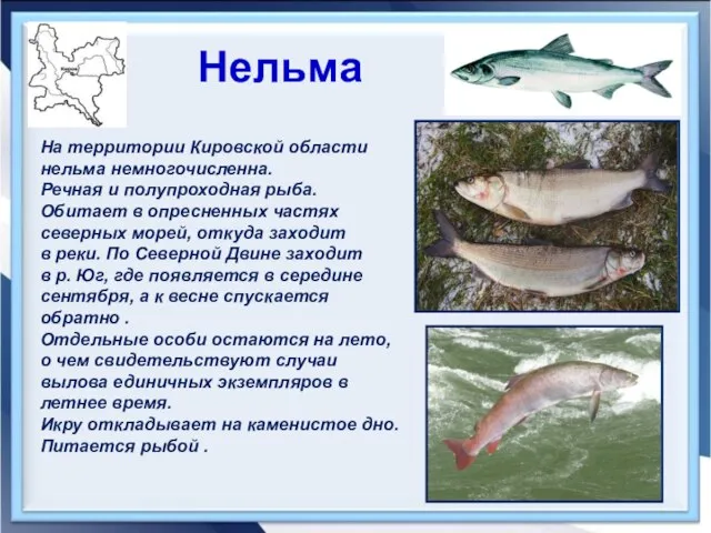 Нельма На территории Кировской области нельма немногочисленна. Речная и полупроходная рыба. Обитает
