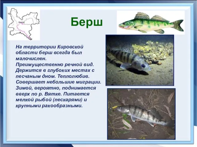 Берш На территории Кировской области берш всегда был малочислен. Преимущественно речной вид.
