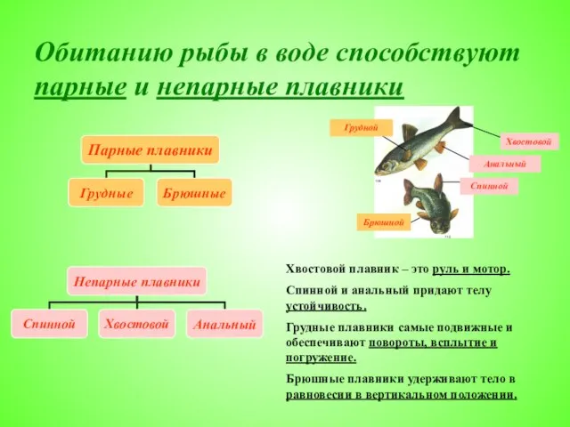 Обитанию рыбы в воде способствуют парные и непарные плавники 1 Хвостовой Анальный