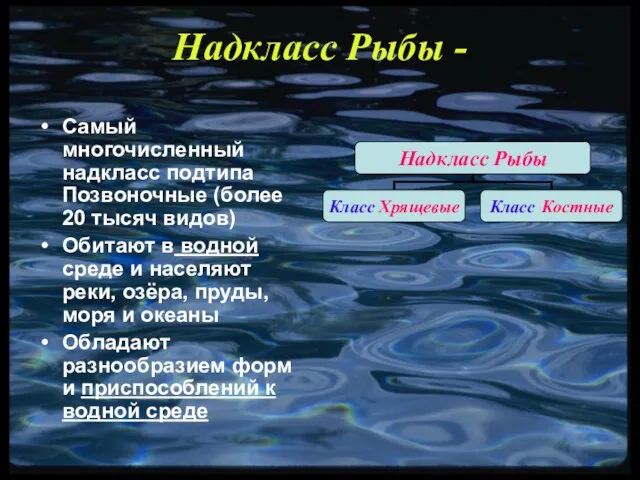 Надкласс Рыбы - Самый многочисленный надкласс подтипа Позвоночные (более 20 тысяч видов)