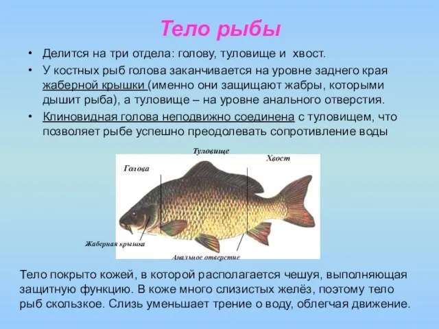 Тело рыбы Делится на три отдела: голову, туловище и хвост. У костных