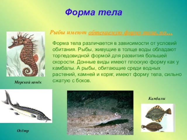 Форма тела Морской конёк Осётр Камбалы Рыбы имеют обтекаемую форму тела, но…