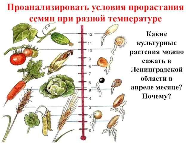 Проанализировать условия прорастания семян при разной температуре Какие культурные растения можно сажать