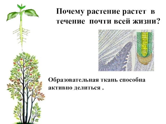 Почему растение растет в течение почти всей жизни? Образовательная ткань способна активно делиться .