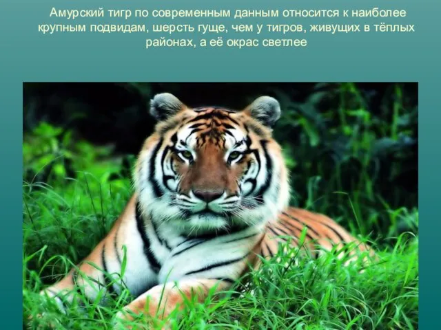 Амурский тигр по современным данным относится к наиболее крупным подвидам, шерсть гуще,
