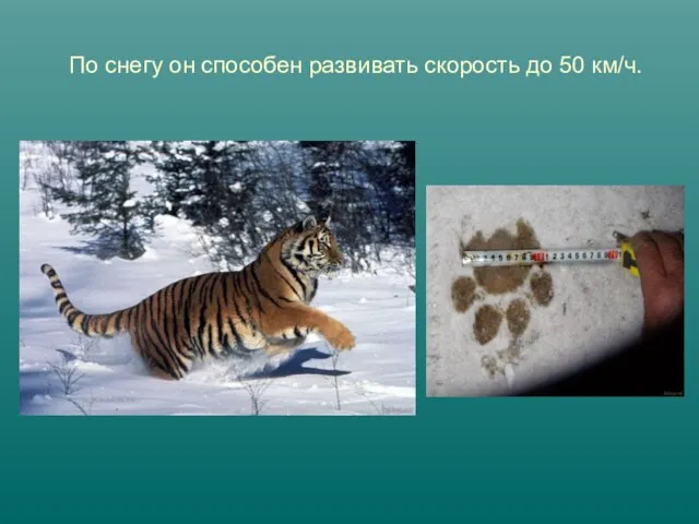 По снегу он способен развивать скорость до 50 км/ч.