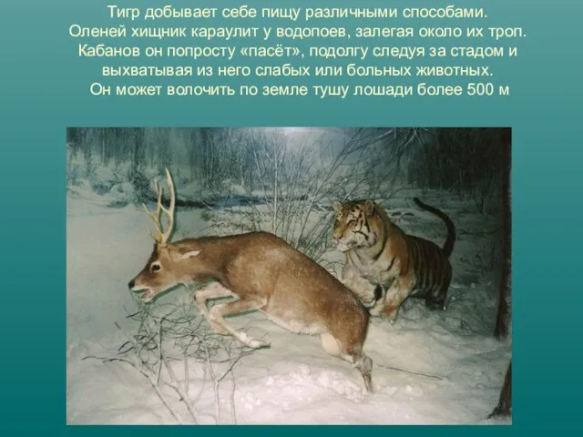 Тигр добывает себе пищу различными способами. Оленей хищник караулит у водопоев, залегая