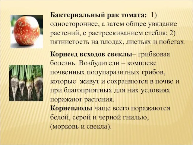 Бактериальный рак томата: 1) одностороннее, а затем общее увядание растений, с растрескиванием