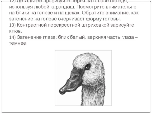 12) Детальнее прорисуйте перья на голове лебедя, используя любой карандаш. Посмотрите внимательно
