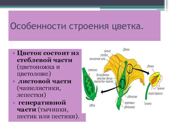 Особенности строения цветка. Цветок состоит из стеблевой части (цветоножка и цветоложе) листовой