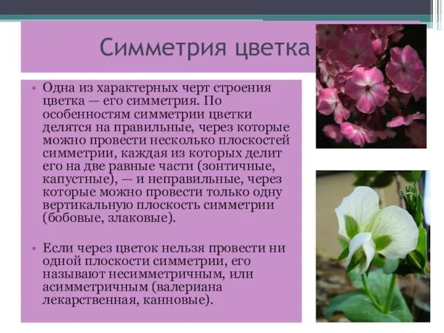 Симметрия цветка Одна из характерных черт строения цветка — его симметрия. По