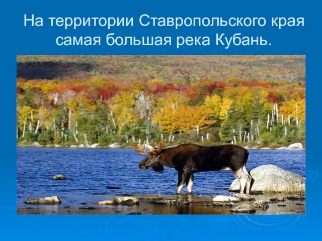 На территории Ставропольского края самая большая река Кубань.