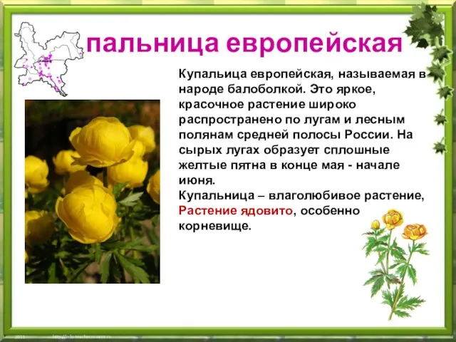 Купальница европейская Купальица европейская, называемая в народе балоболкой. Это яркое, красочное растение