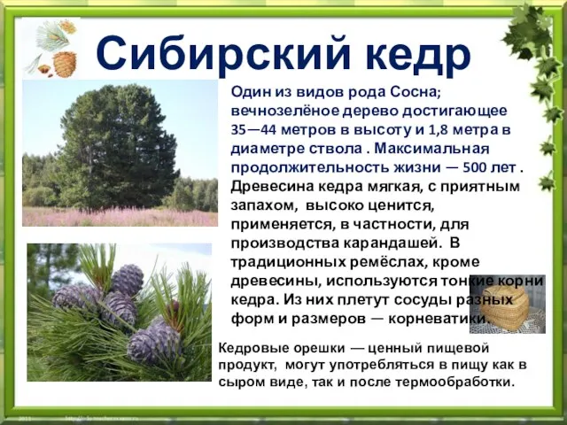 Сибирский кедр Один из видов рода Сосна; вечнозелёное дерево достигающее 35—44 метров