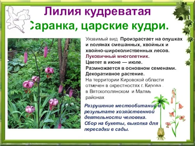 Лилия кудреватая Саранка, царские кудри. На территории Кировской области отмечен в окрестностях