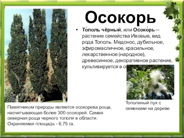 Осокорь То́поль чёрный, или Осоко́рь— растение семейства Ивовые, вид рода Тополь. Медонос,