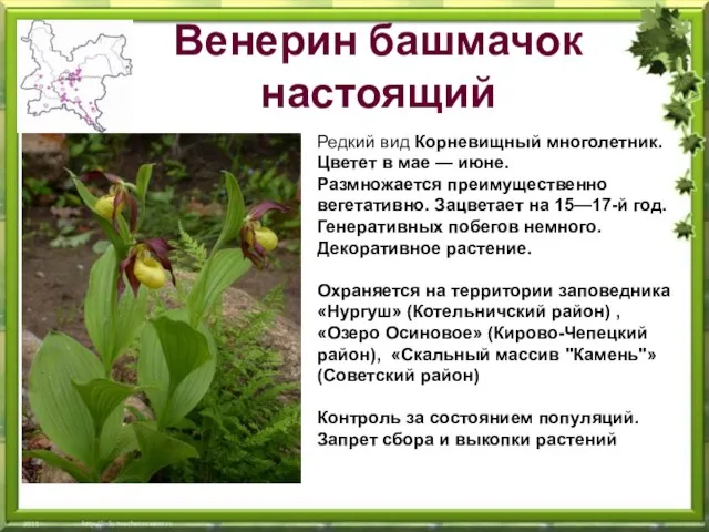 Венерин башмачок настоящий Редкий вид Корневищный многолетник. Цветет в мае — июне.
