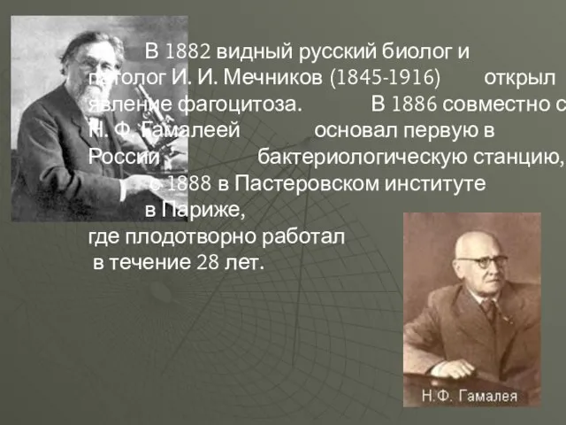 В 1882 видный русский биолог и патолог И. И. Мечников (1845-1916) открыл