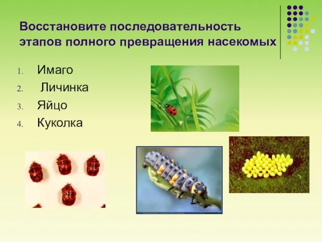 Восстановите последовательность этапов полного превращения насекомых Имаго Личинка Яйцо Куколка