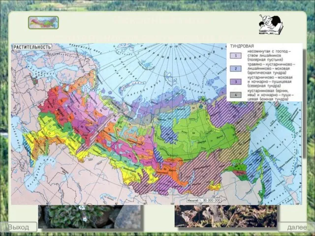 Основные типы растительности арктических пустынь России Небольшие изолированные участки с мохово-лишайниковой (главным