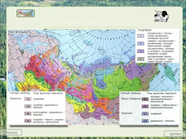 Основные типы растительности тундры России Формируется при низких температурах, большой заболоченности, многолетней