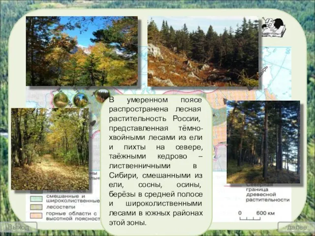 Основные типы растительности лесов России В умеренном поясе распространена лесная растительность России,