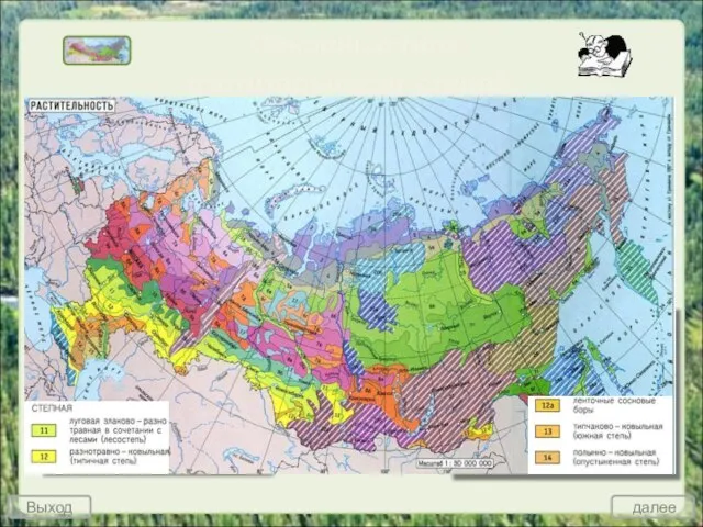 Основные типы растительности степей России Степи распространены в условиях недостаточного и неустойчивого