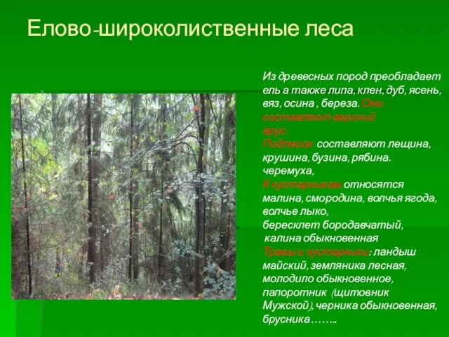 Елово-широколиственные леса Из древесных пород преобладает ель а также липа, клен, дуб,