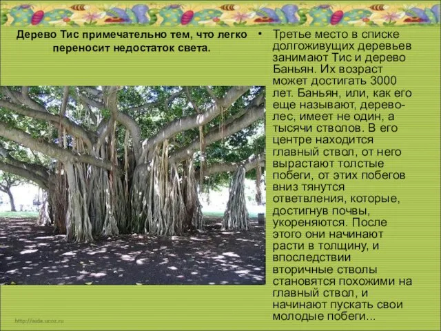 Дерево Тис примечательно тем, что легко переносит недостаток света. Третье место в
