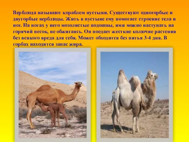 Верблюда называют кораблем пустыни. Существуют одногорбые и двугорбые верблюды. Жить в пустыне