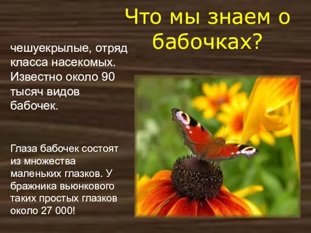 Что мы знаем о бабочках? чешуекрылые, отряд класса насекомых. Известно около 90