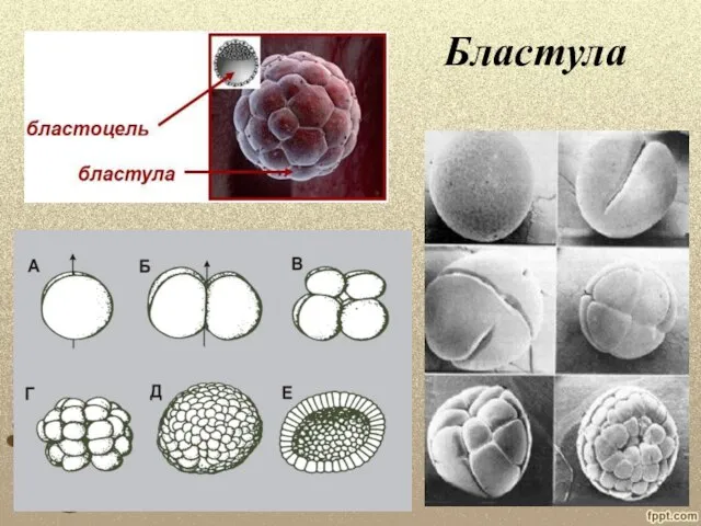 Бластула