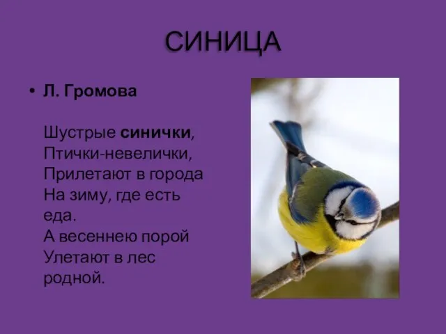 СИНИЦА Л. Громова Шустрые синички, Птички-невелички, Прилетают в города На зиму, где