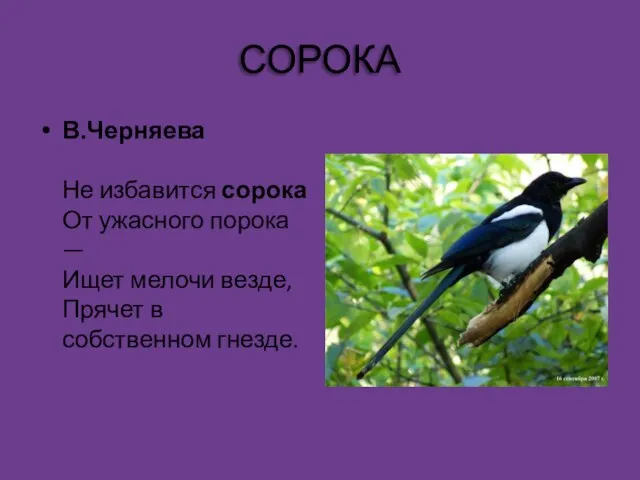 СОРОКА В.Черняева Не избавится сорока От ужасного порока — Ищет мелочи везде, Прячет в собственном гнезде.