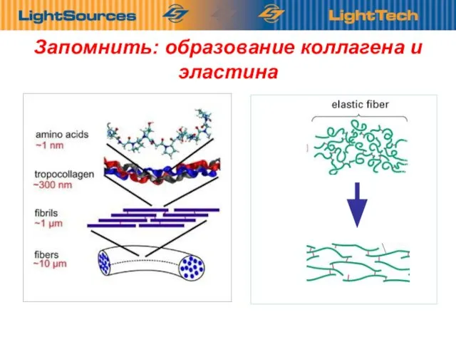 Запомнить: образование коллагена и эластина Проколлаген