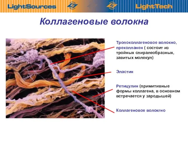 Коллагеновые волокна Тропоколлагеновое волокно, преколланен ( состоит из тройных спиралеобразных, завитых молекул)