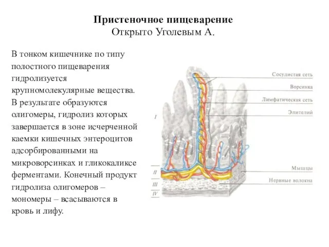 Пристеночное пищеварение Открыто Уголевым А. В тонком кишечнике по типу полостного пищеварения