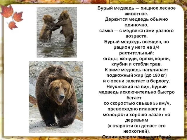 Бурый медведь — хищное лесное животное. Держится медведь обычно одиночно, самка —
