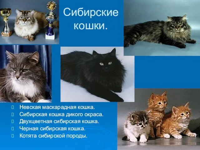 Сибирские кошки. Невская маскарадная кошка. Сибирская кошка дикого окраса. Двухцветная сибирская кошка.