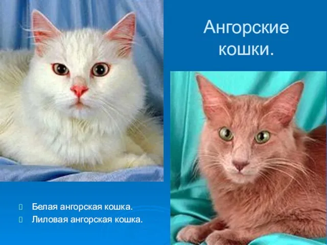 Ангорские кошки. Белая ангорская кошка. Лиловая ангорская кошка.
